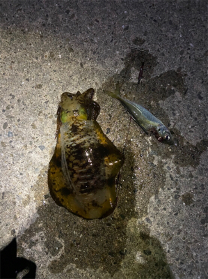 クリスマスアオリ