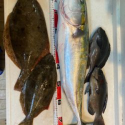 ヒラメリベンジ