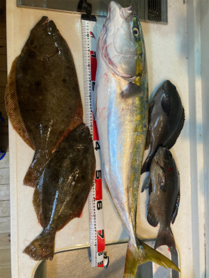 ヒラメリベンジ