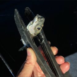 癒しのライトゲーム♪