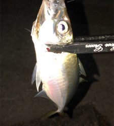 アジングナイト(久々の無風)