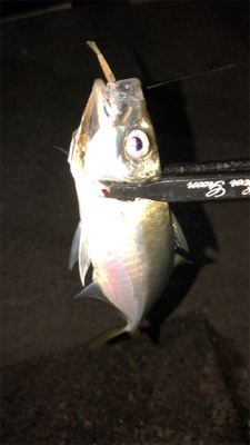 アジングナイト(久々の無風)