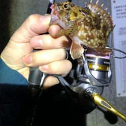 釣り納めロックフィッシュ