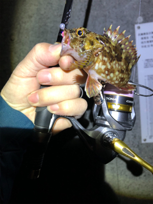 釣り納めロックフィッシュ