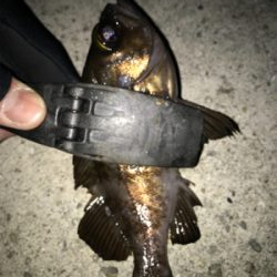 メバル開幕！2020ライトゲーム第40戦