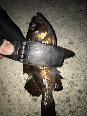 メバル開幕！2020ライトゲーム第40戦