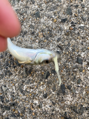 たくさん釣れました