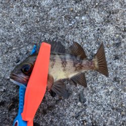 アジング・メバリング