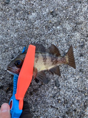 アジング・メバリング