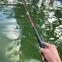 エンジョイトラウト