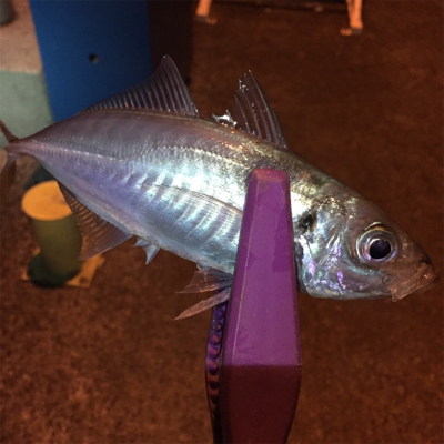 大阪湾奥アジング 釣り納め