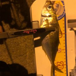 ベイトアジング