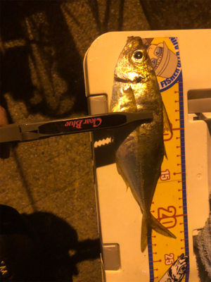 ベイトアジング