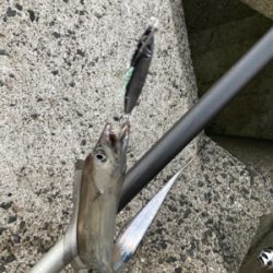 太刀魚美味いよね！