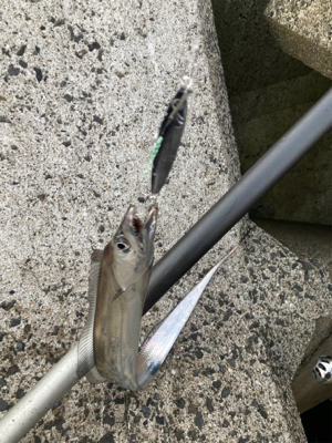 太刀魚美味いよね！