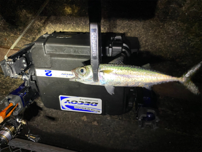 釣り納 アジング まさかの2020年で1番釣れた