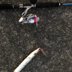 夕マズメのカマス