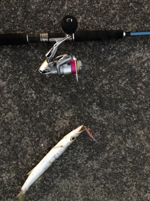 夕マズメのカマス