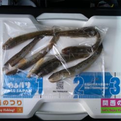 今年の釣り納めは、深日港にて、カレイ釣り