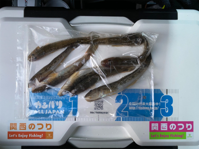 今年の釣り納めは、深日港にて、カレイ釣り