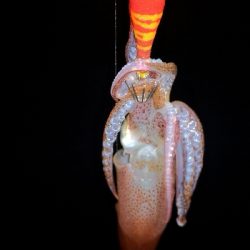 アジング練習 244  ヒイカ調査