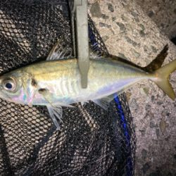 2020釣納め　アジング