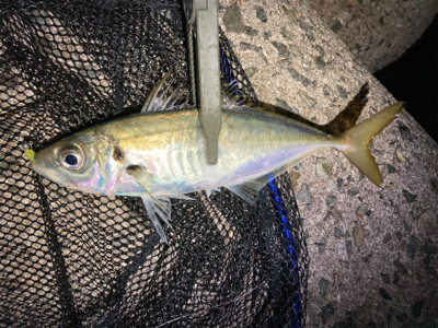 2020釣納め　アジング