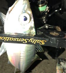 アジングナイト(釣り納め)