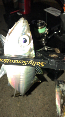 アジングナイト(釣り納め)