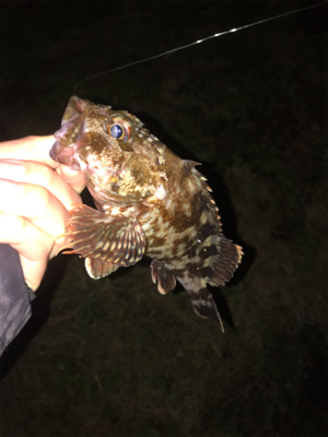 2020年ラスト釣行