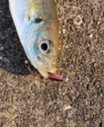 壱岐島でアジング！