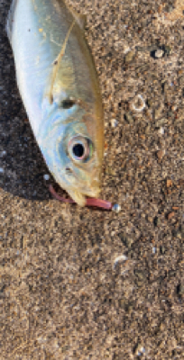 壱岐島でアジング！