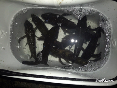 釣り納めメバリング