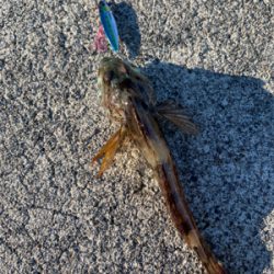 デイライトゲーム