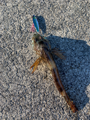 デイライトゲーム