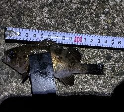 ガッシーで釣り納め