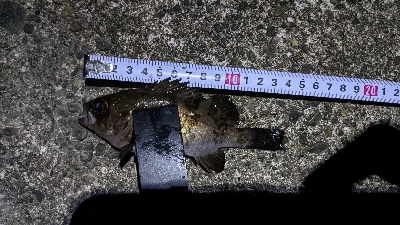 ガッシーで釣り納め