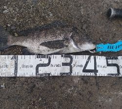 12/20釣果タチウオチヌグレデカアジ