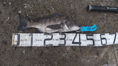 12/20釣果タチウオチヌグレデカアジ