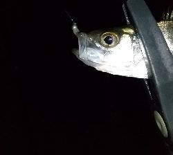 仕事帰りの部活動