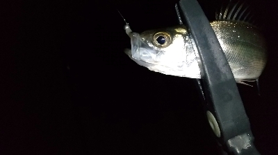 仕事帰りの部活動