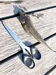 見たことない魚