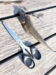 見たことない魚