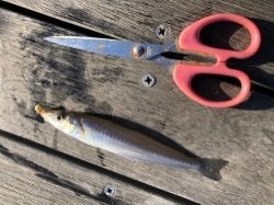 五目釣りを目指して