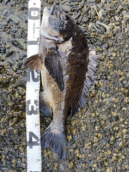 イチノ兄弟、釣果!