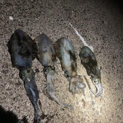 サイズ期待するも。。