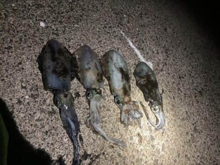 サイズ期待するも。。