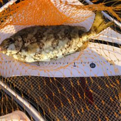 デカチヌ 7目つり！