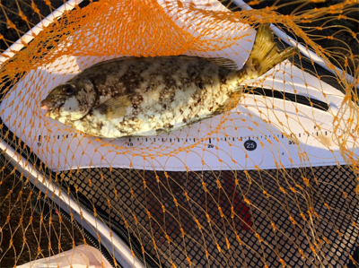 デカチヌ 7目つり！