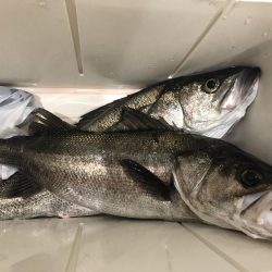 ヒラメミノーでシーバス